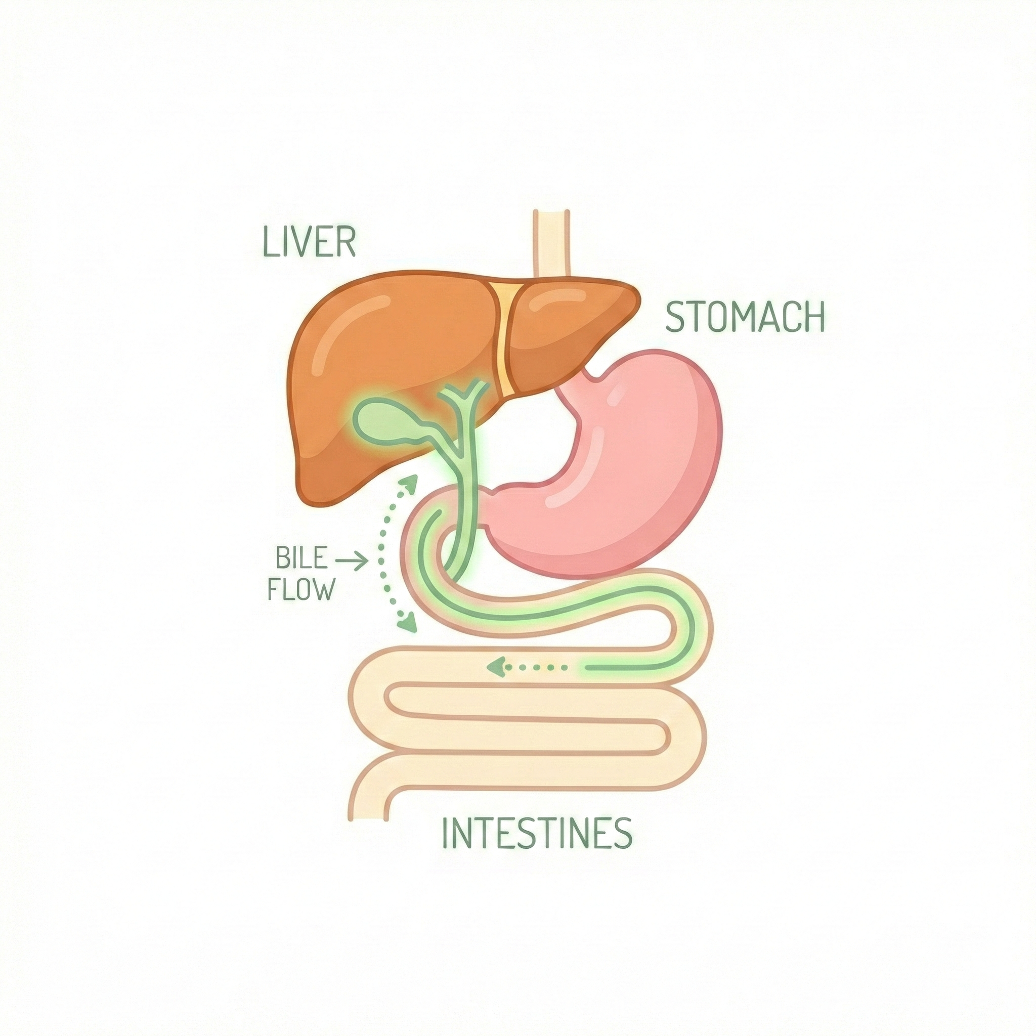 Digestive Health